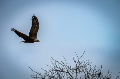adler-